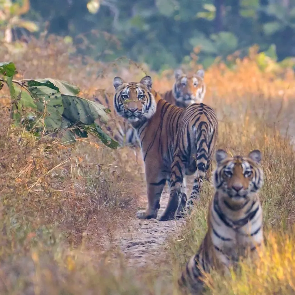 Melghat Tiger Reserve Wildlife